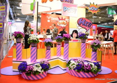 Beekenkamp's Pericallis POP series.